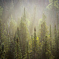 boreal morning